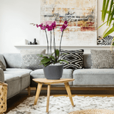 Arreglo de 2 orquídeas blanca en maceta especial