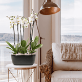 Arreglo de 3 orquídeas rosa en maceta especial