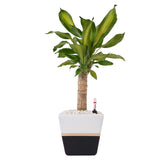 Arreglo Palo de Brasil en maceta lucerna