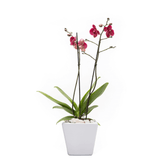 Arreglo de 1 orquídea rosa en maceta especial
