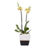 Arreglo de 1 orquídea amarilla en maceta lucerna