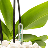 Arreglo de 1 orquídea blanca en maceta especial