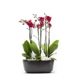 Arreglo de 3 orquídeas rosa en maceta especial