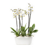 Arreglo de 3 orquídeas blancas en maceta especial