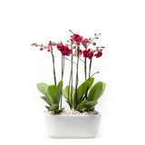 Arreglo de 3 orquídeas rosa en maceta especial