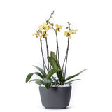 Arreglo de 2 orquídeas amarillas en maceta especial