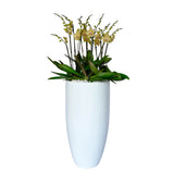 Arreglo de 7 orquídeas