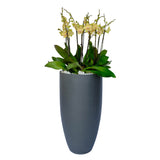 Arreglo de 7 orquídeas