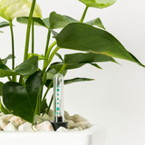 Arreglo Palo de Brasil en maceta lucerna