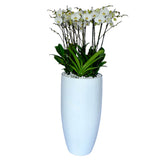 Arreglo de 7 orquídeas