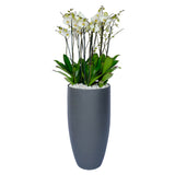 Arreglo de 7 orquídeas