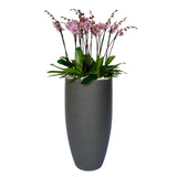 Arreglo de 7 orquídeas