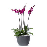 Arreglo de 2 orquídeas rosa en maceta especial