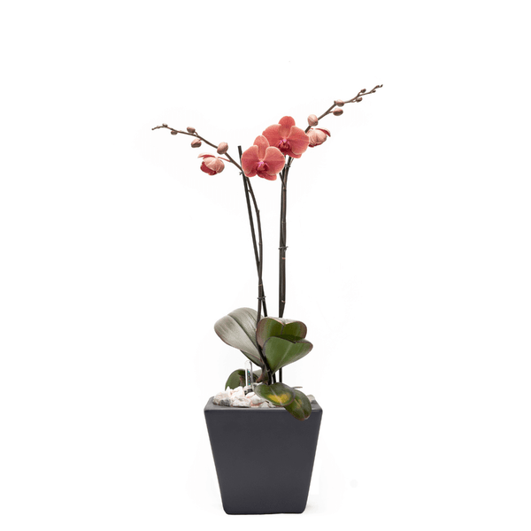 Arreglo de 1 orquídea amarilla en maceta especial
