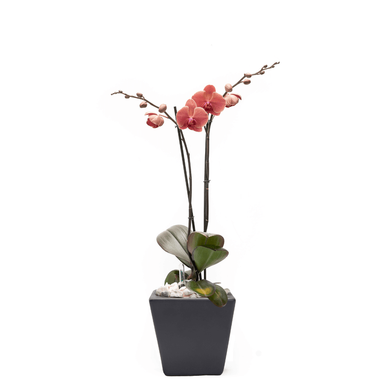 Arreglo de 1 orquídea amarilla en maceta especial