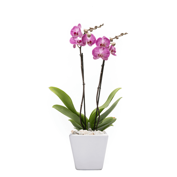 Arreglo de 1 orquídea exótica en maceta especial