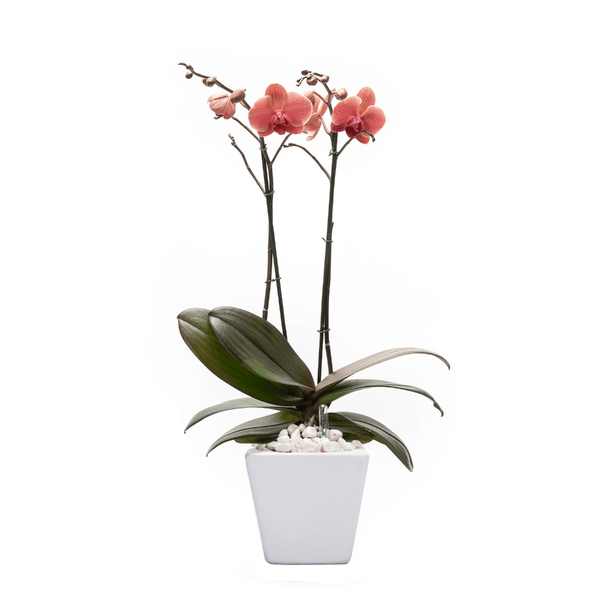 Arreglo de 1 orquídea amarilla en maceta especial