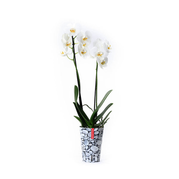 Orquídea blanca con funda decorativa y autoriego