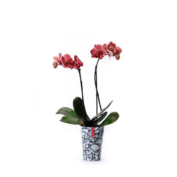 Orquídea amarilla con funda decorativa y autoriego