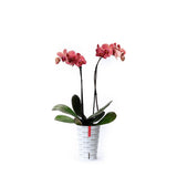 Orquídea amarilla con funda decorativa y autoriego