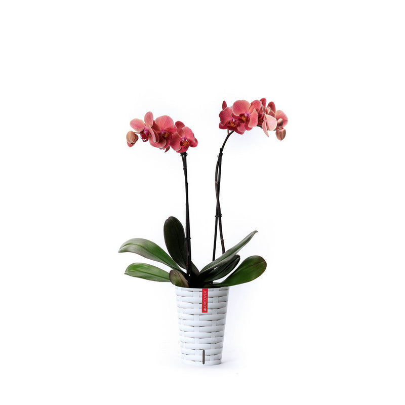 Orquídea amarilla con funda decorativa y autoriego