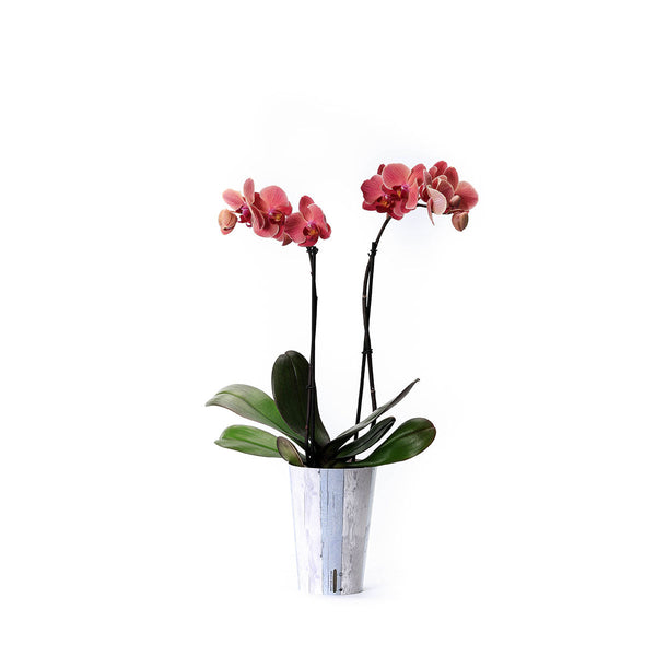 Orquídea amarilla con funda decorativa y autoriego