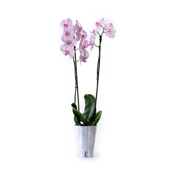 Orquídea exótica con funda decorativa y autoriego
