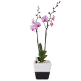 Arreglo de 1 orquídea morada en maceta lucerna