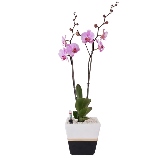 Arreglo de 1 orquídea morada en maceta lucerna