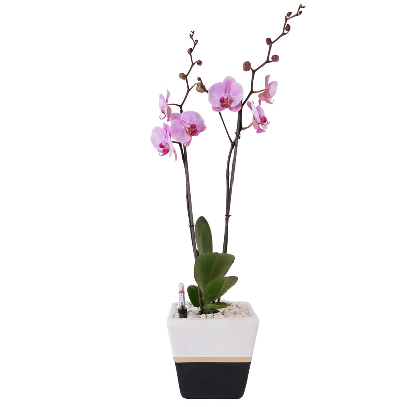 Arreglo de 1 orquídea morada en maceta lucerna