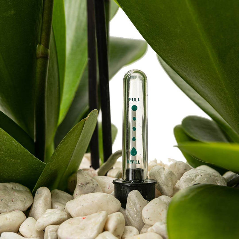 Arreglo de 2 orquídeas blanca en maceta especial