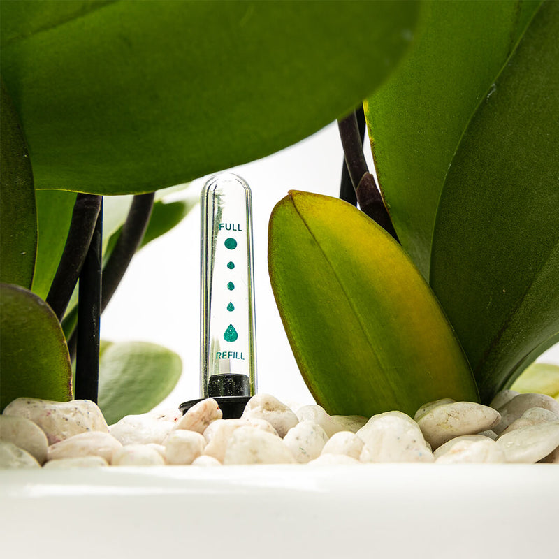 Arreglo de 3 orquídeas exóticas en maceta especial