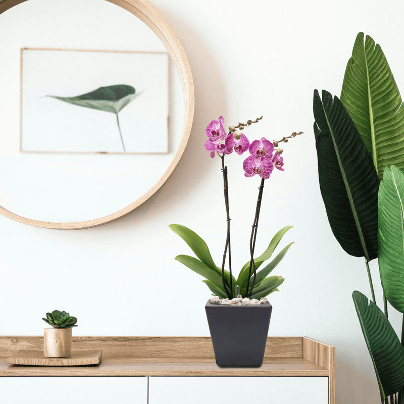 Arreglo de 1 orquídea exótica en maceta especial