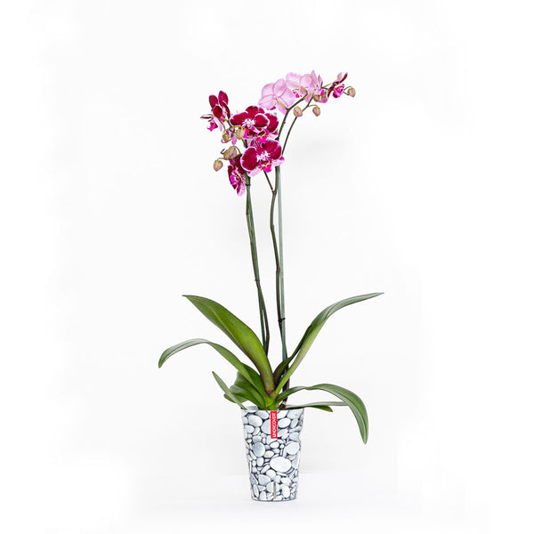 Orquídea morada con funda decorativa y autoriego