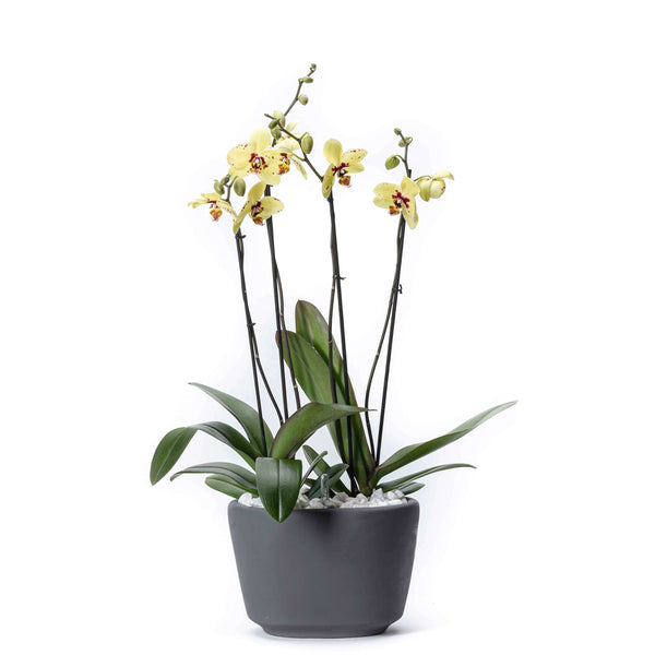 Arreglo de 2 orquídeas amarillas en maceta especial