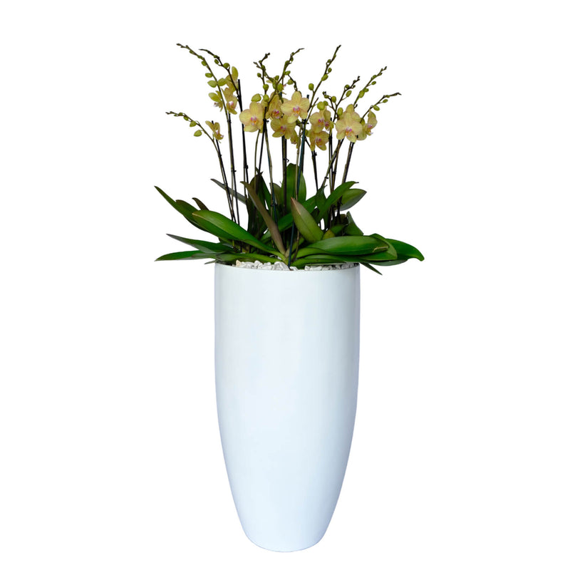 Arreglo de 7 orquídeas