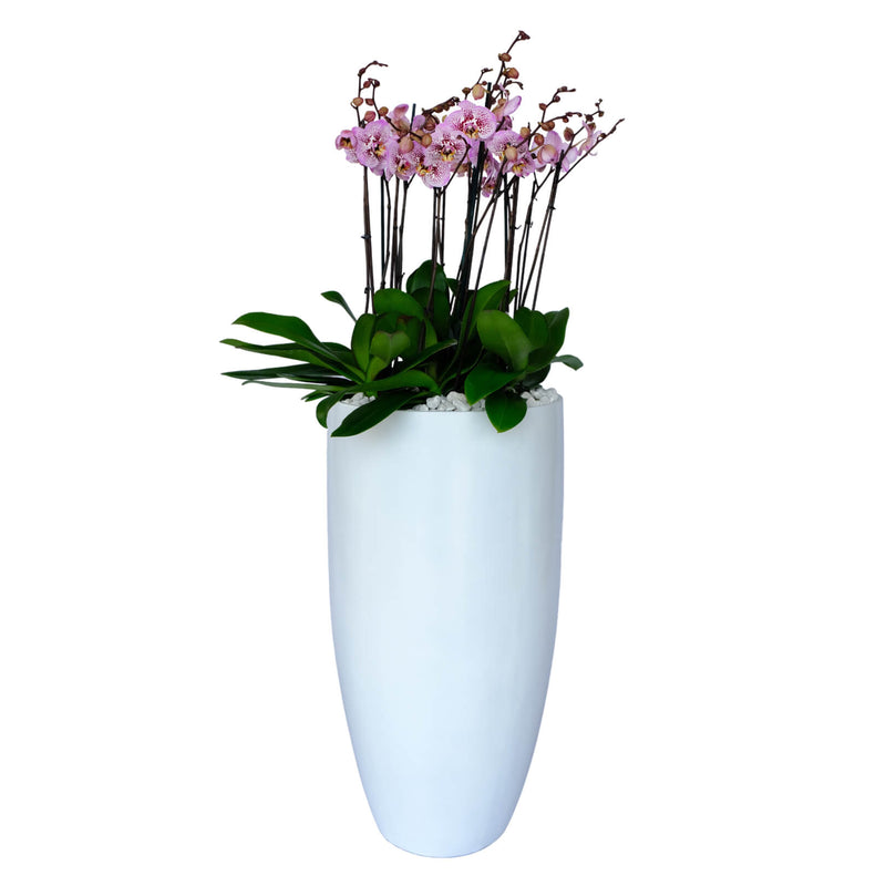 Arreglo de 7 orquídeas