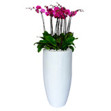 Arreglo de 7 orquídeas