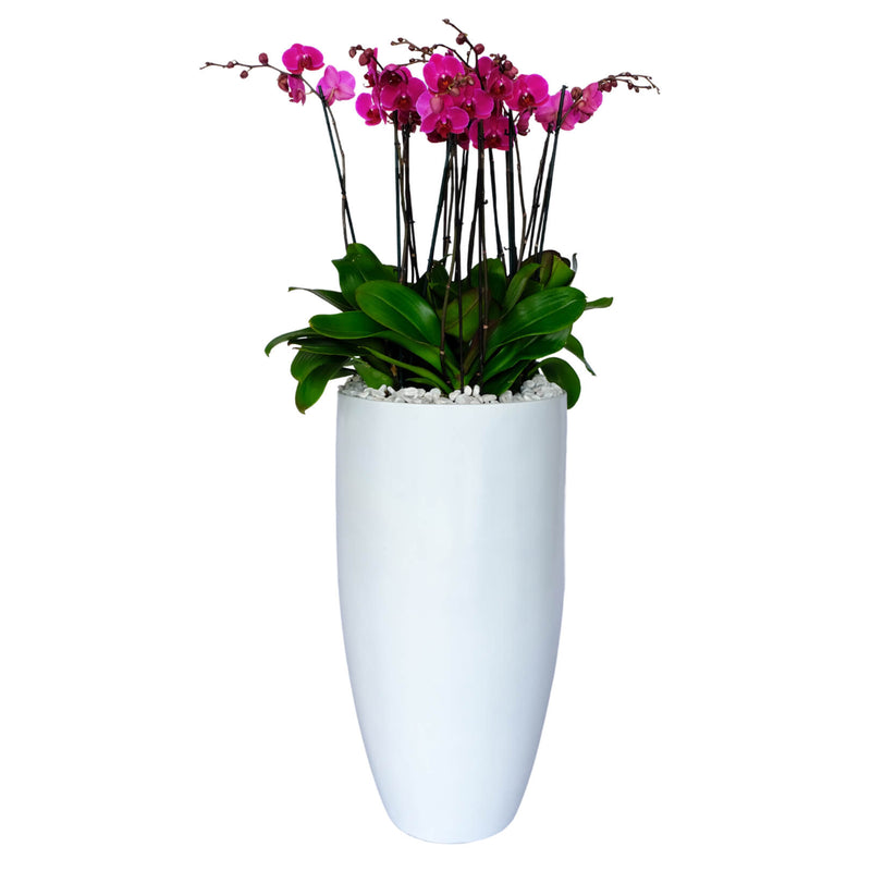 Arreglo de 7 orquídeas